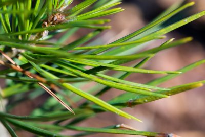 Pinus bungeana - borovice bungeova - jehlice
